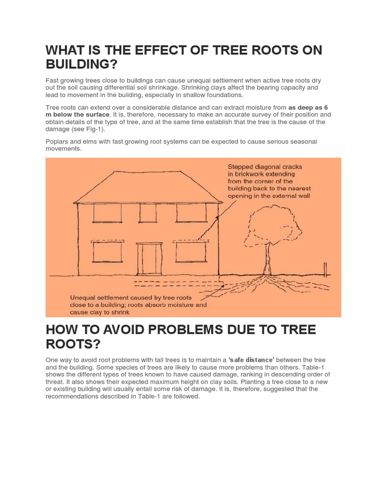 Featured image for The Impact of Tree Roots on Your Home's Foundation (and How to Improve)