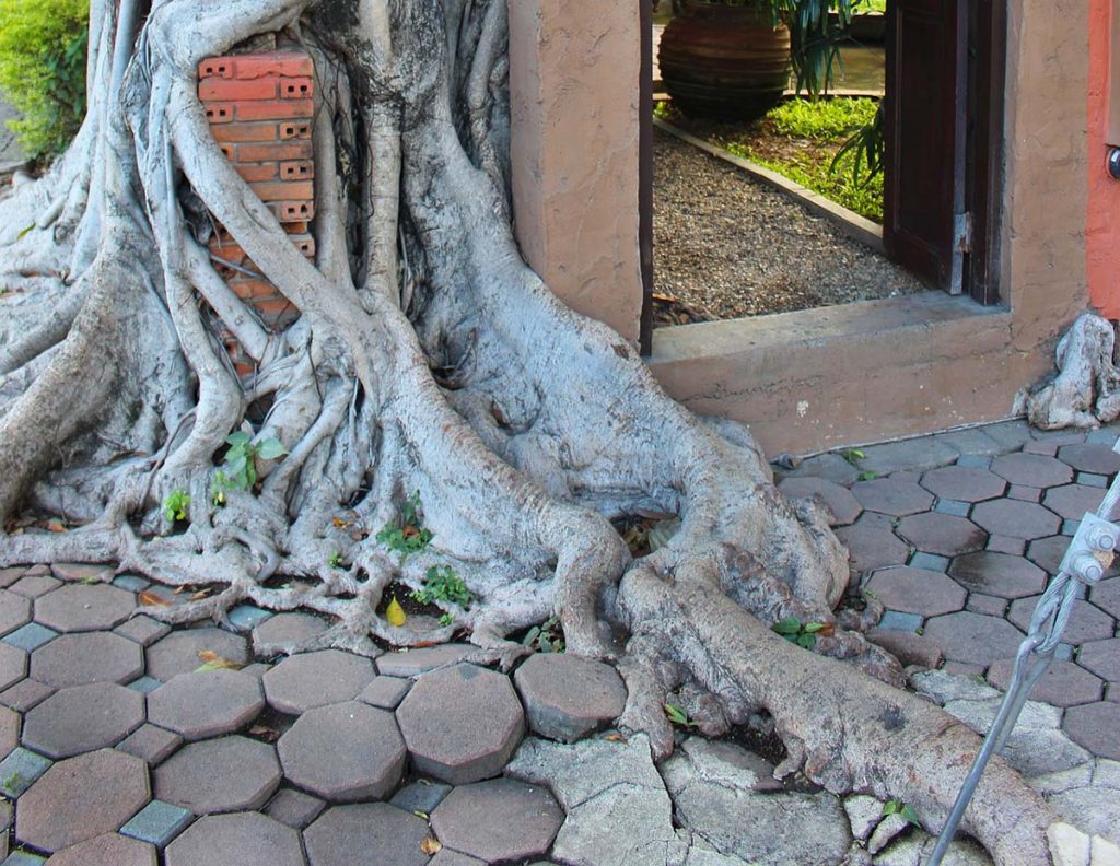 Content image for The Impact of Tree Roots on Your Home's Foundation (and How to Improve)
