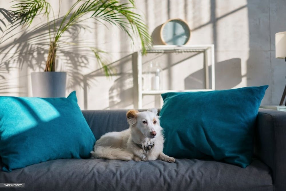 Content image for The Benefits of Investing in High-Quality Furniture