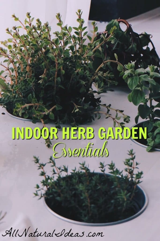 Featured image for Herb Garden Essentials: Growing and Using Fresh Herbs