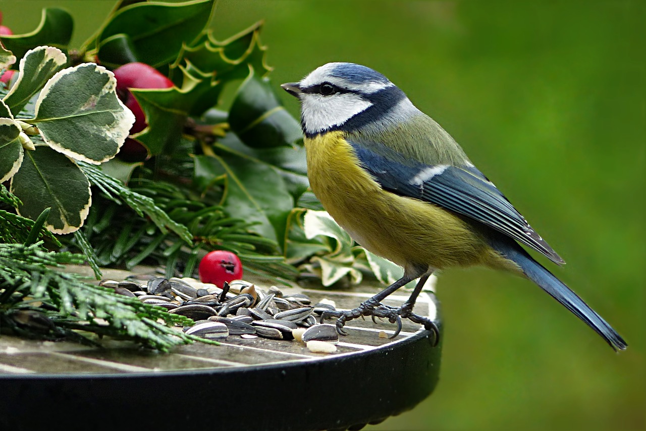 Featured image for Attract Wildlife to Your Garden: Creating a Haven for Nature