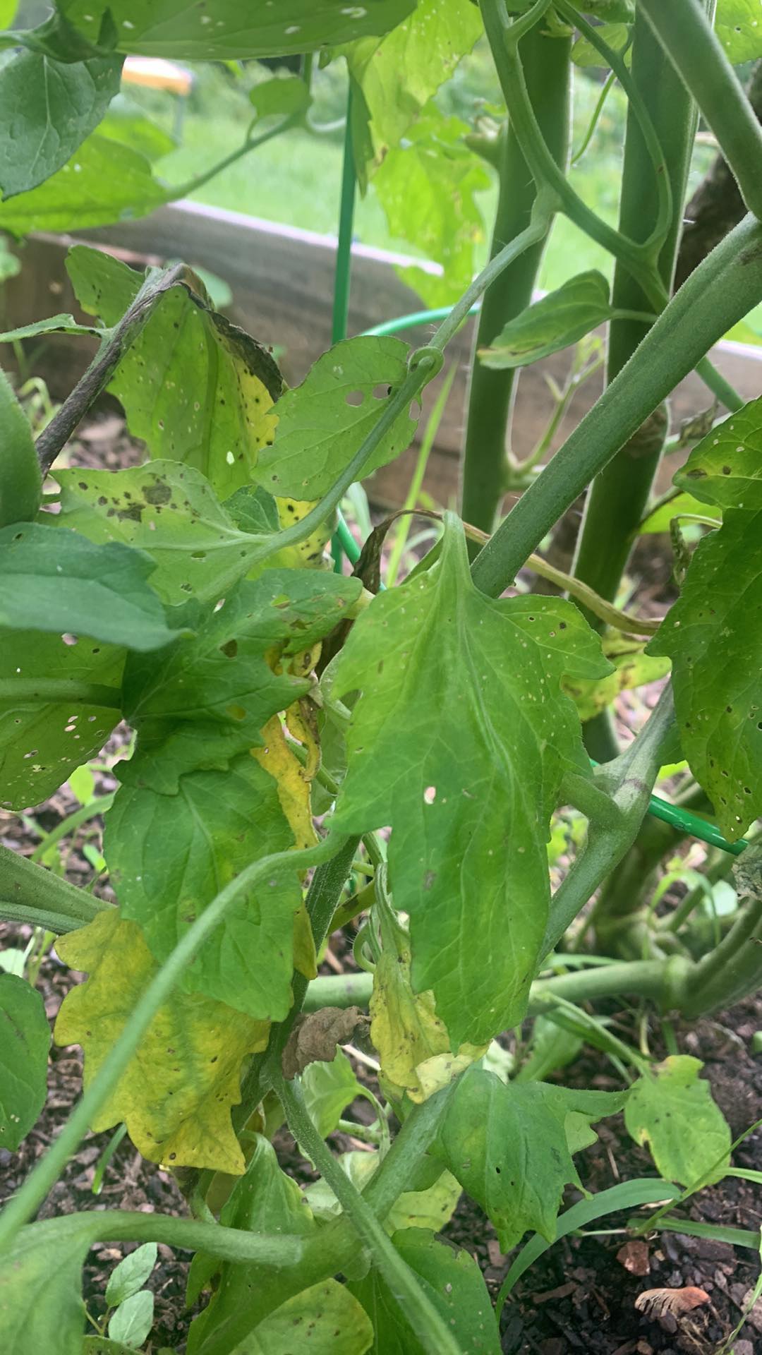 Featured image for Dealing with Common Garden Pests and Diseases Naturally