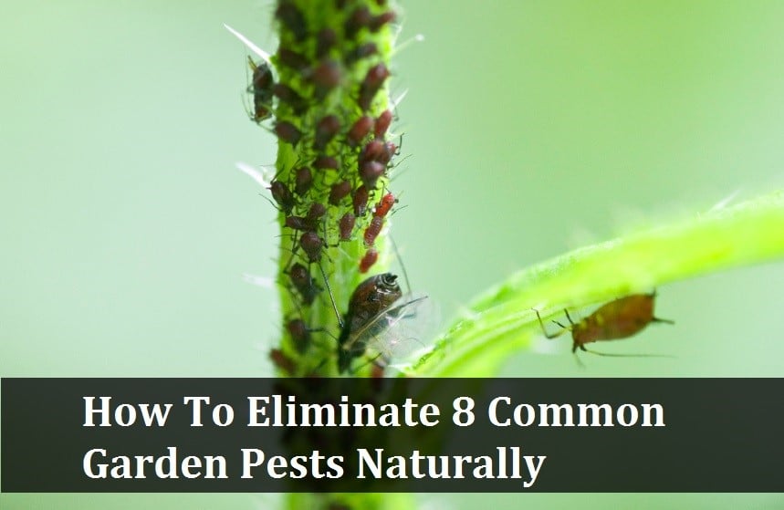 Content image for Dealing with Common Garden Pests and Diseases Naturally