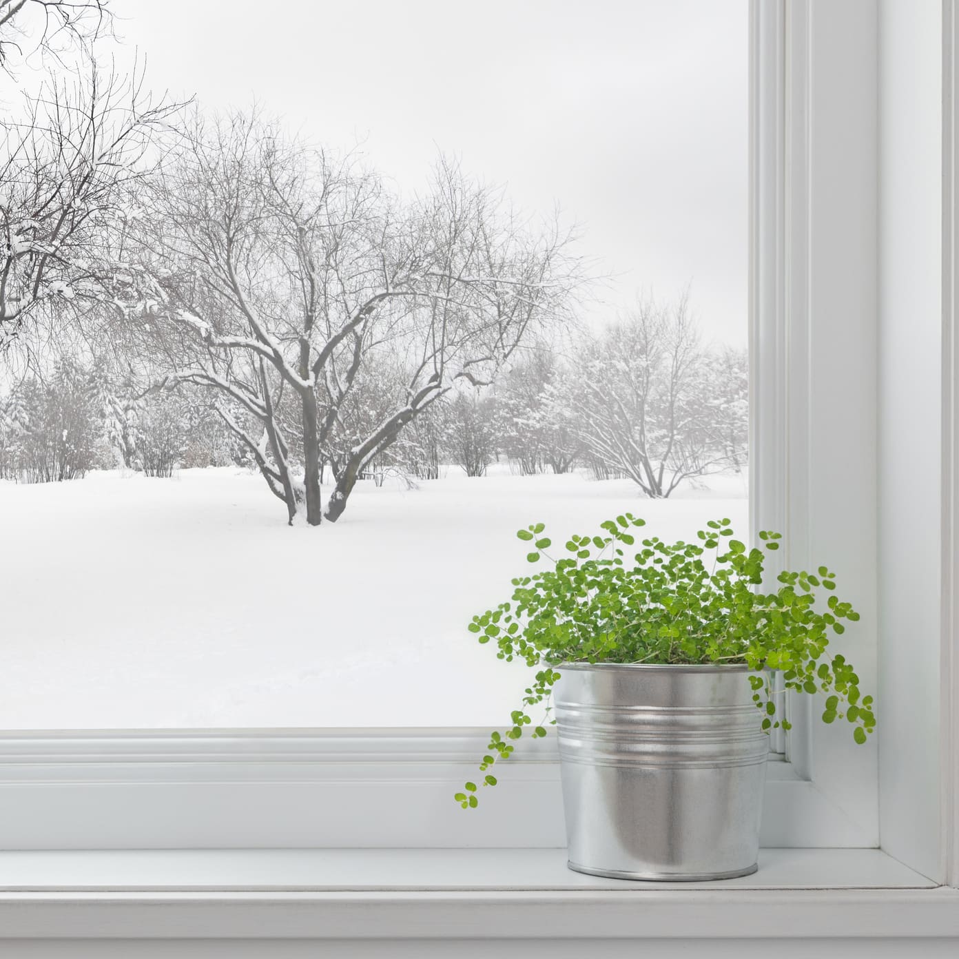 Featured image for Summer Garden Care: Tips for Keeping Your Plants Thriving