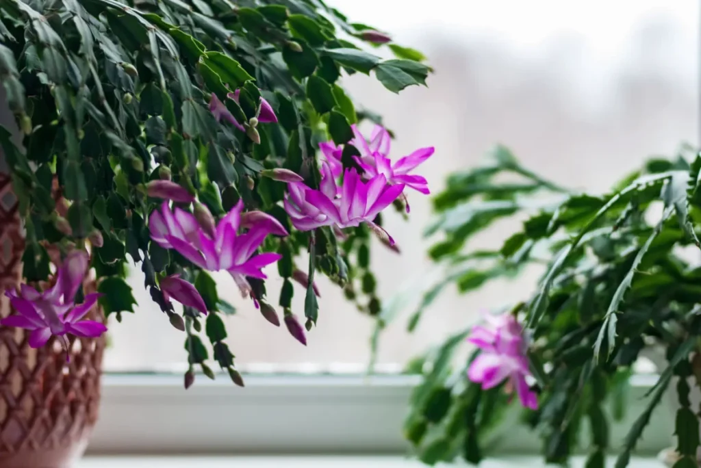 Content image for Summer Garden Care: Tips for Keeping Your Plants Thriving