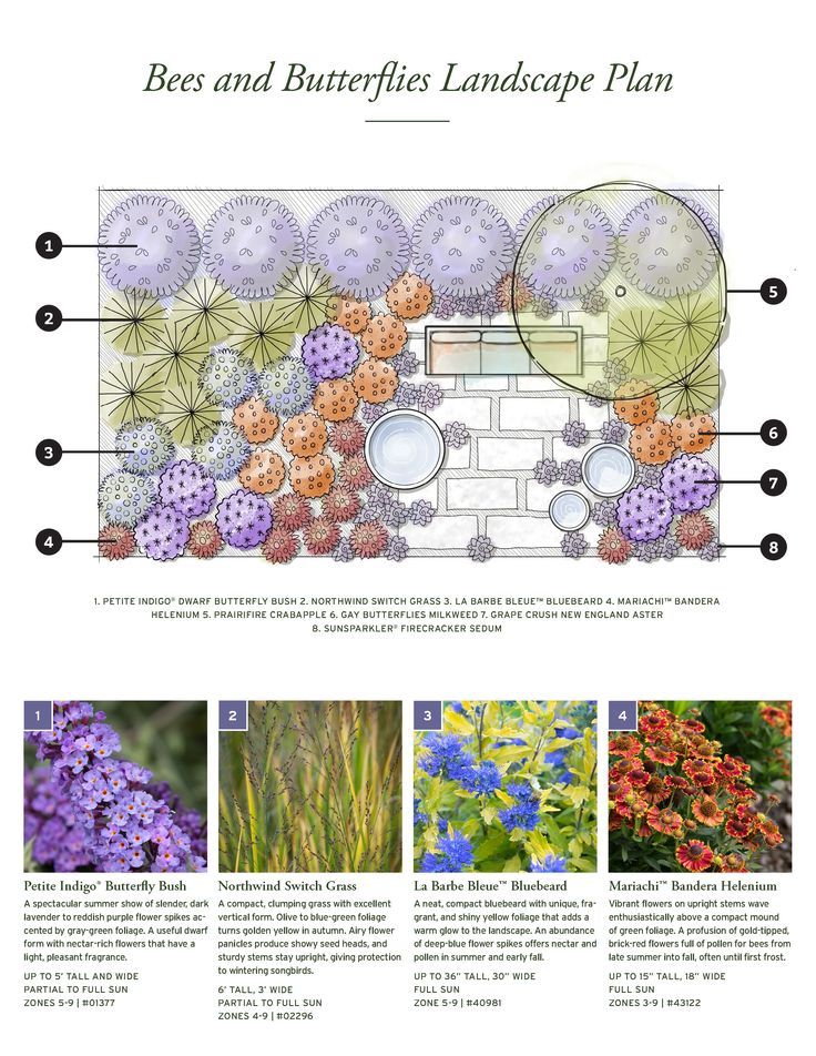 Featured image for Designing a Butterfly and Bee-Friendly Garden