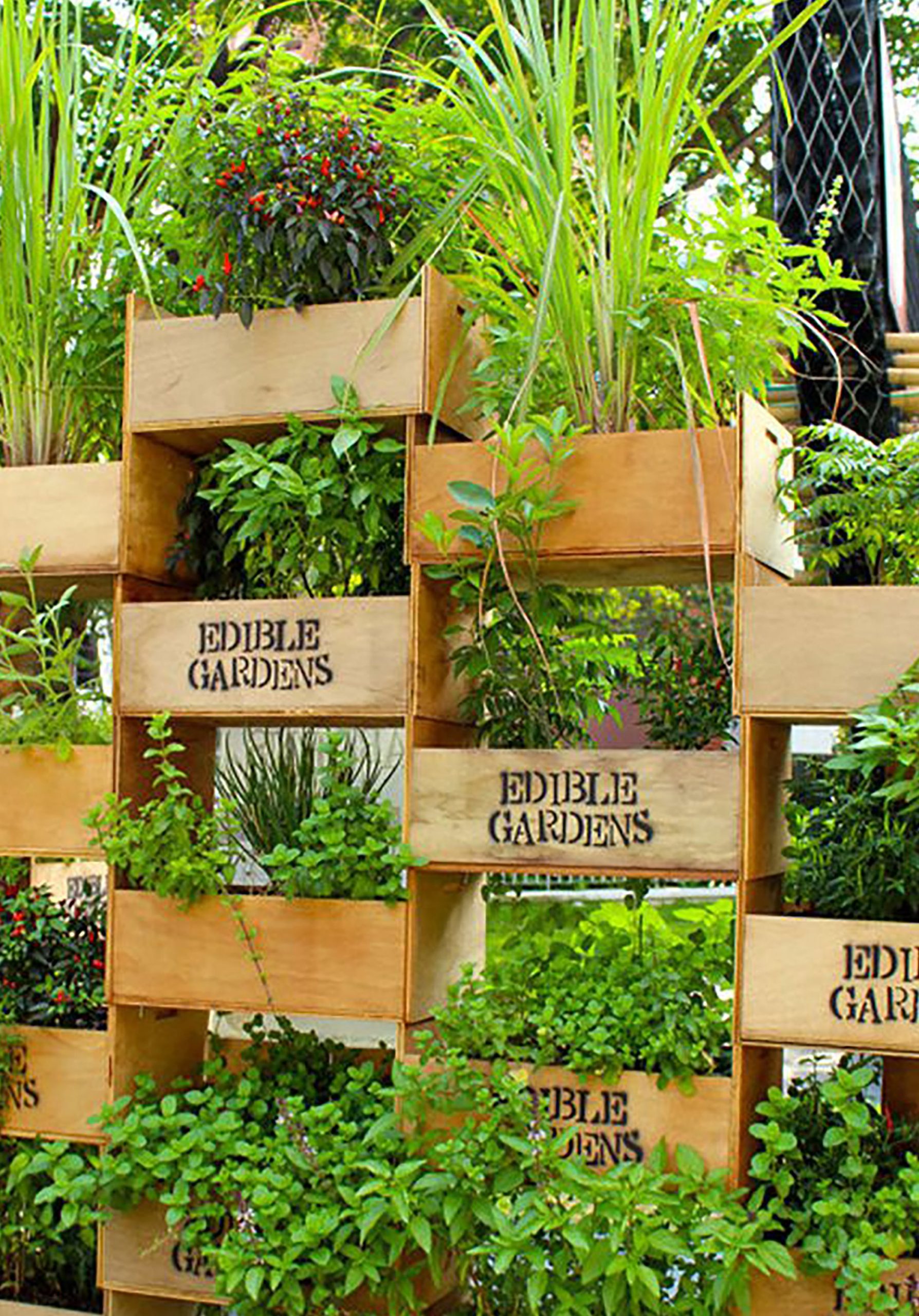 Featured image for Vertical Gardening: Growing Up, Not Out!