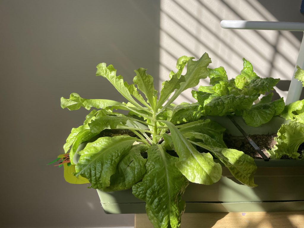 Content image for Vertical Gardening: Growing Up, Not Out!