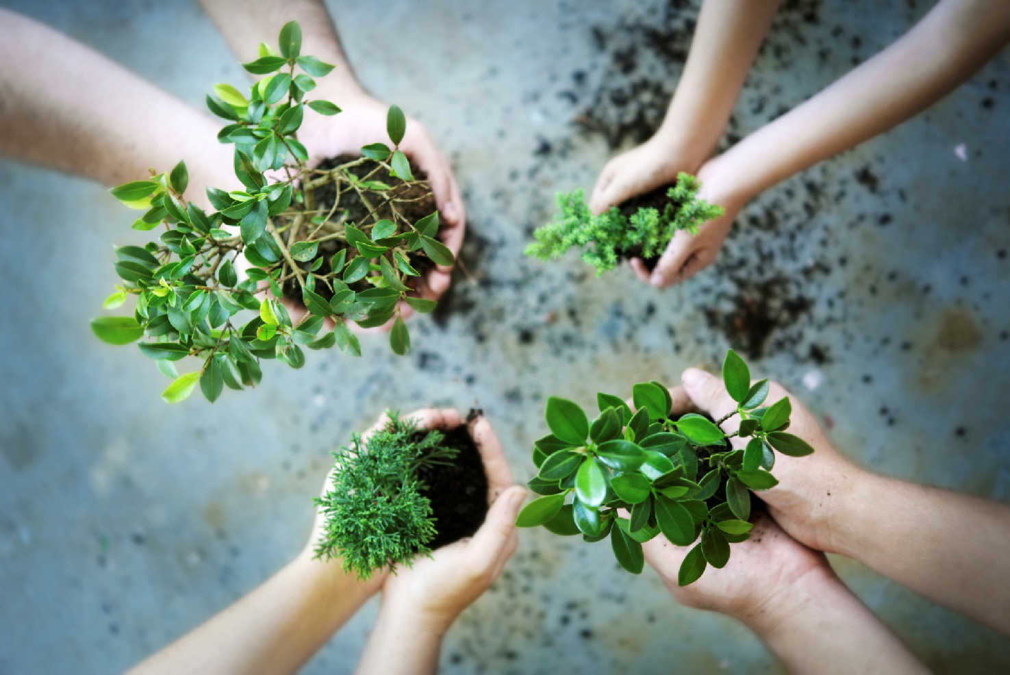 Featured image for The Beginner's Guide to Sustainable Gardening: Grow Green at Home