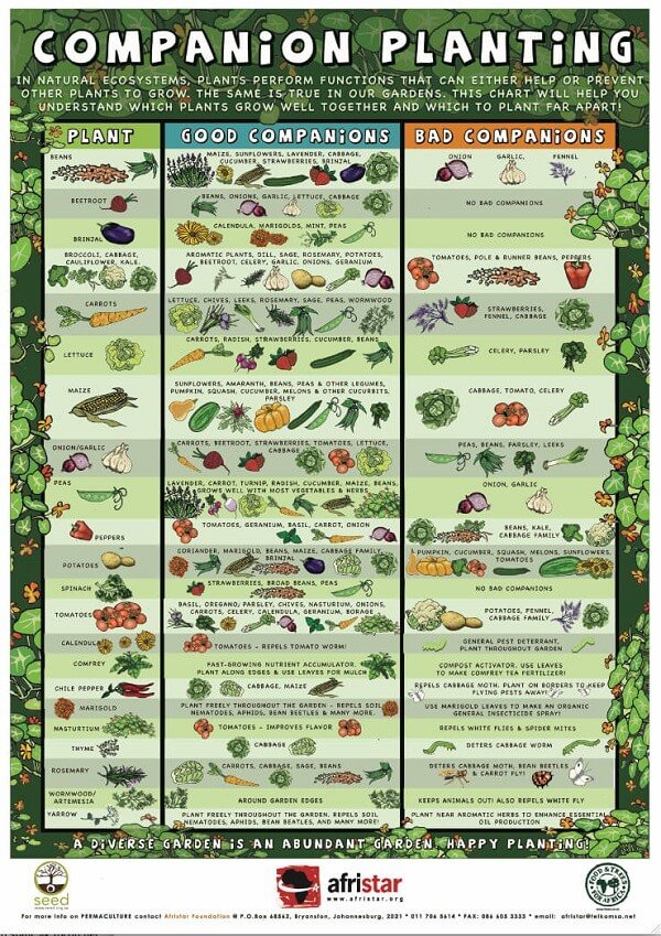 Content image for The Beginner's Guide to Sustainable Gardening: Grow Green at Home