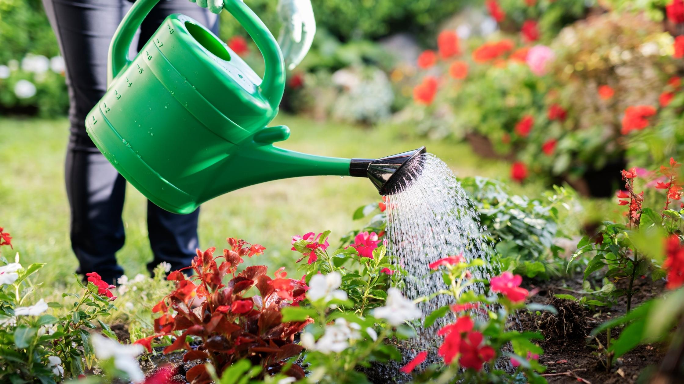 Featured image for Efficient Watering Techniques for a Healthy Garden
