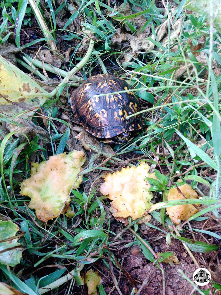Featured image for Attracting Wildlife: Creating a Haven in Your Landscape
