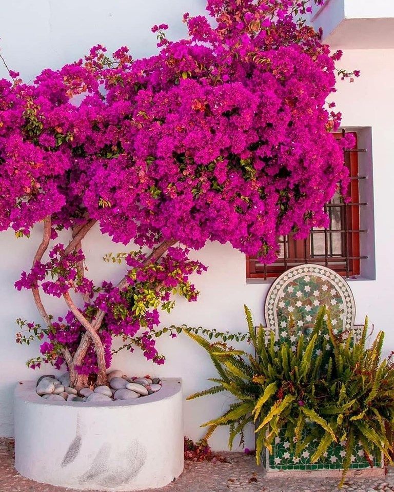 Featured image for The Latest Landscaping Trends to Elevate Your Home's Exterior