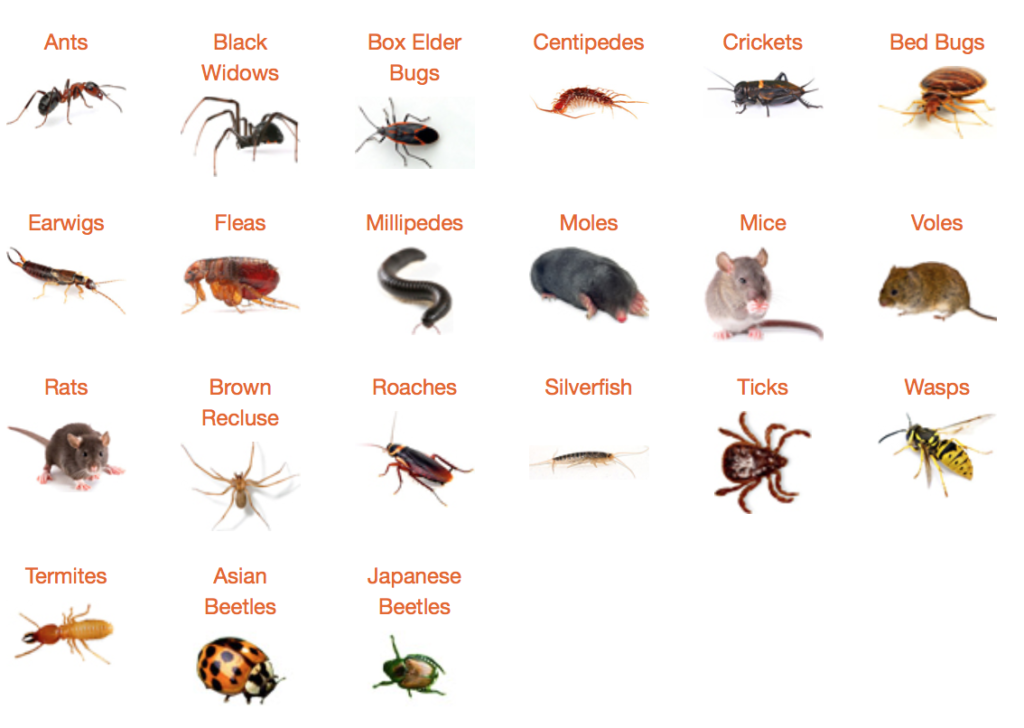 Featured image for Common Household Pests: Identification and Effective Control Methods