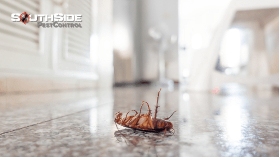 Featured image for When to Call a Professional: Choosing the Right Pest Control Service