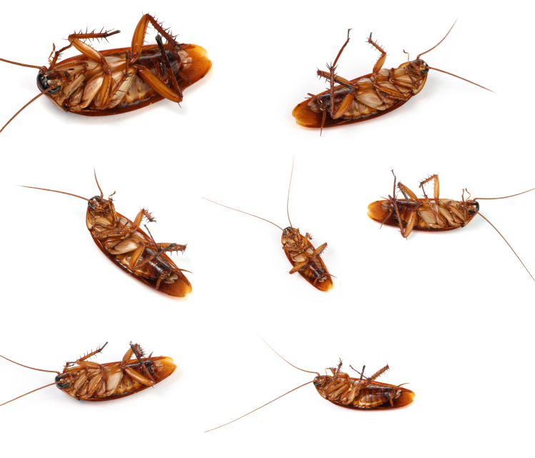 Featured image for Getting Rid of Roaches: Comprehensive Pest Control Guide
