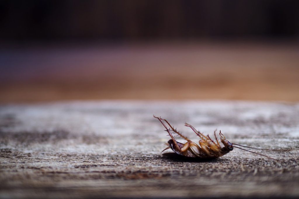 Content image for Getting Rid of Roaches: Comprehensive Pest Control Guide