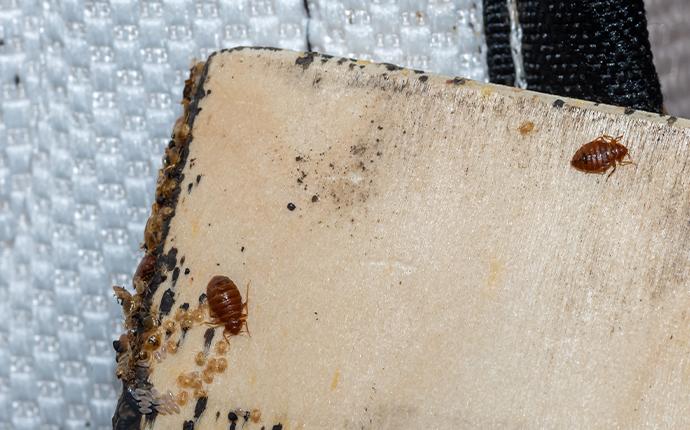 Content image for Bed Bug Elimination: A Step-by-Step Pest Control Approach