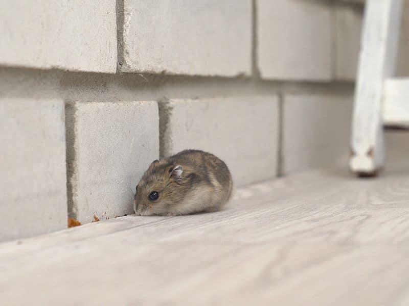 Featured image for Rodent Control: Keeping Mice and Rats Away from Your Home